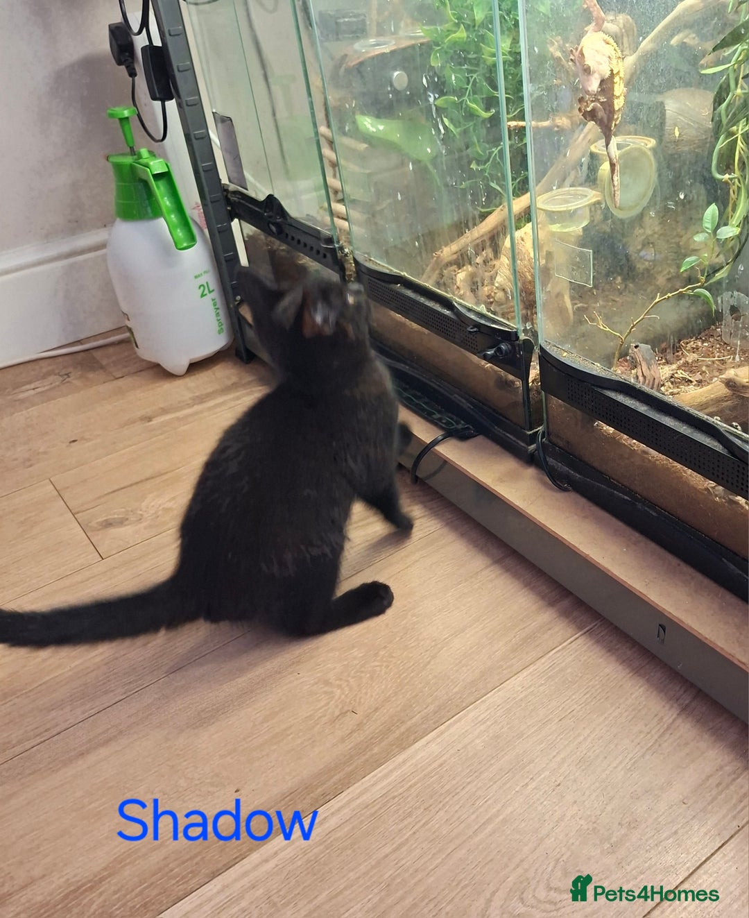 Mixed Breed cats for sale: Calling all witches and black cat lovers! - Image 6