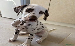 Dalmatian dogs for sale: Gorgeous Liver spot Dalmatian puppy  - Image 5