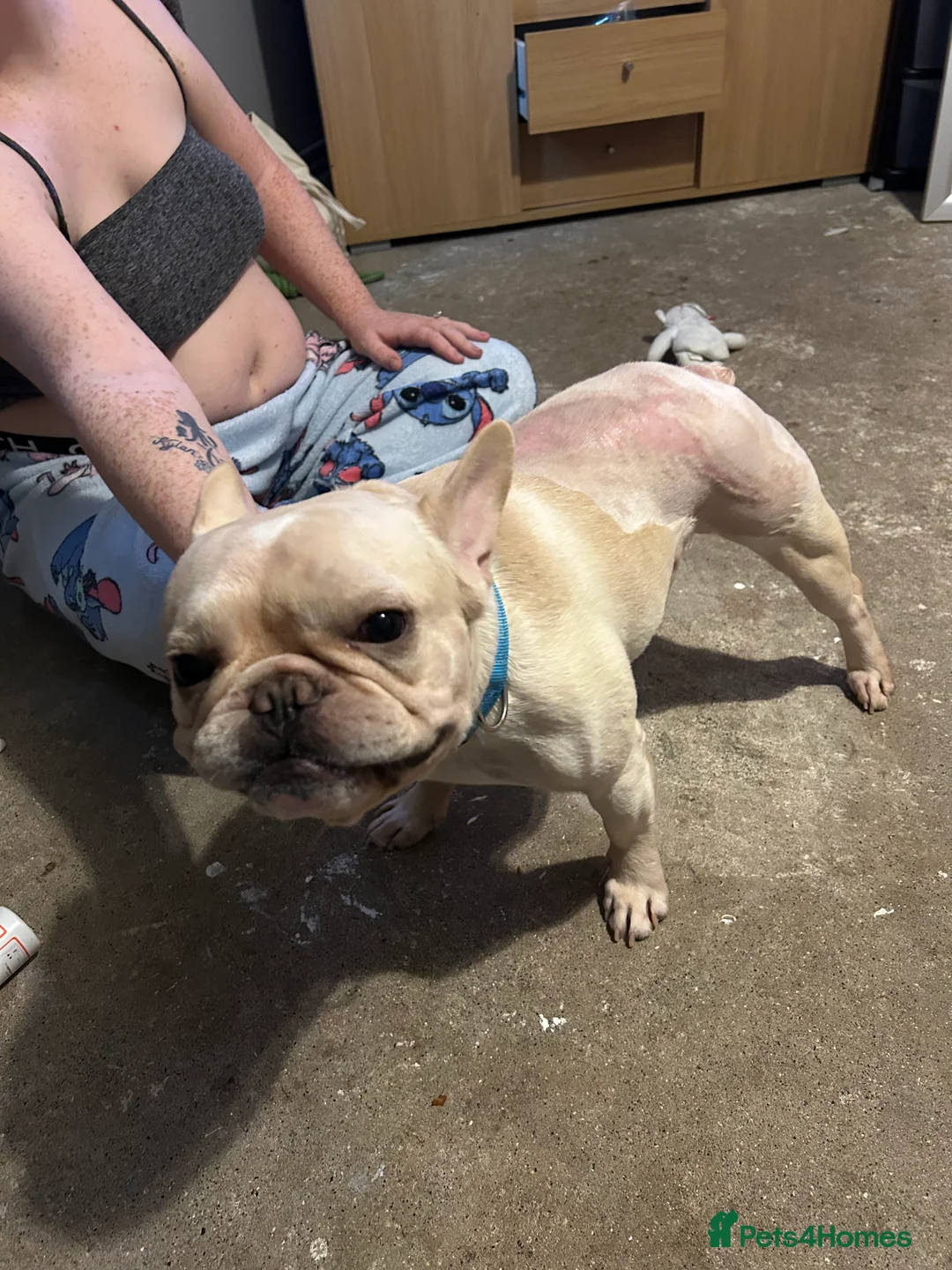French Bulldog dogs for sale: French bulldog - Advert 3