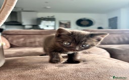 British Shorthair cats for sale: 🏆 pedigree British shorthair🏆 - Image 6
