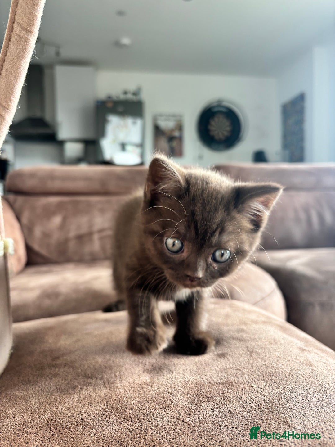 British Shorthair cats for sale: 🏆 pedigree British shorthair🏆 - Image 6