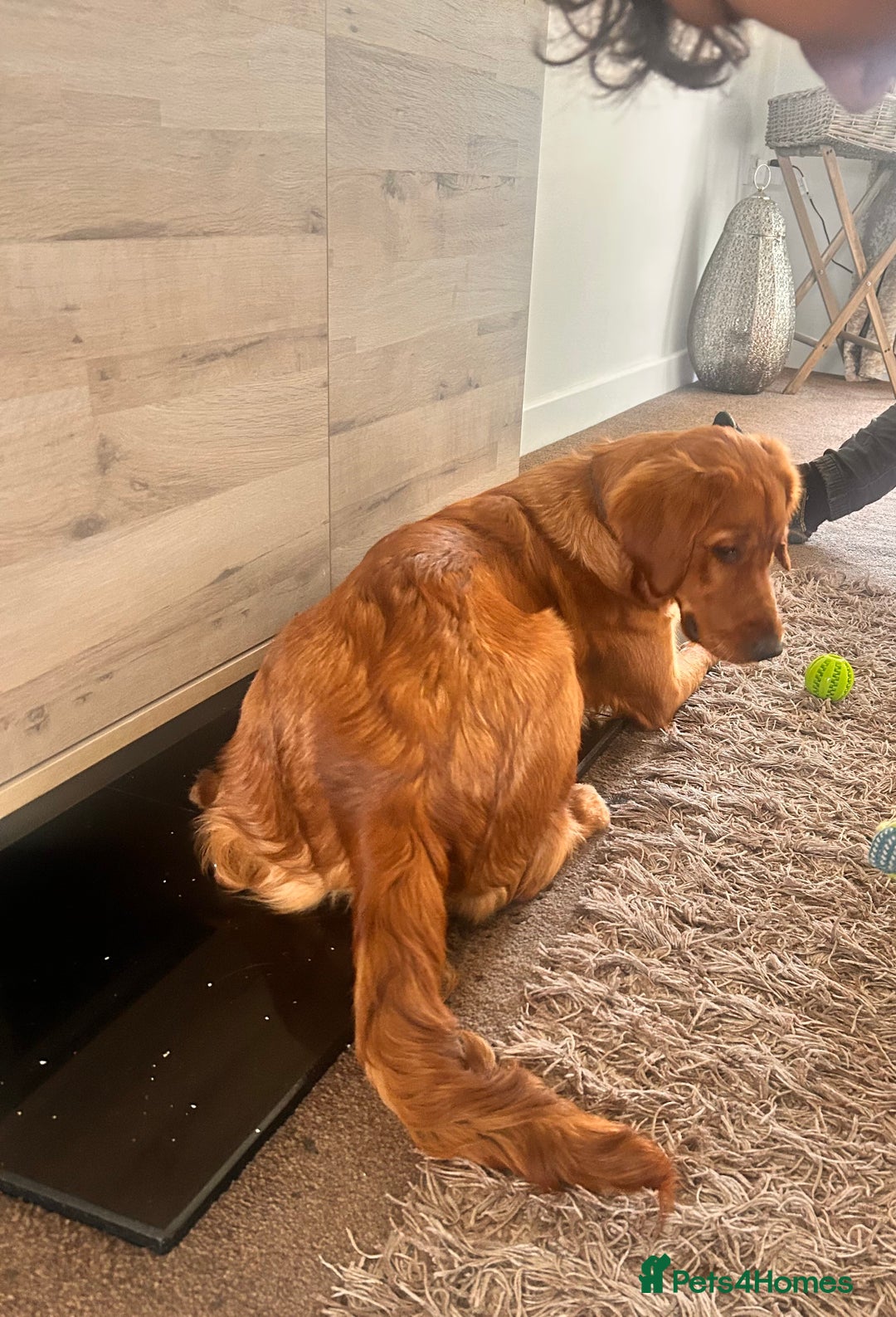 Golden Retriever dogs for sale: Dark red Golden retriever  - Image 7