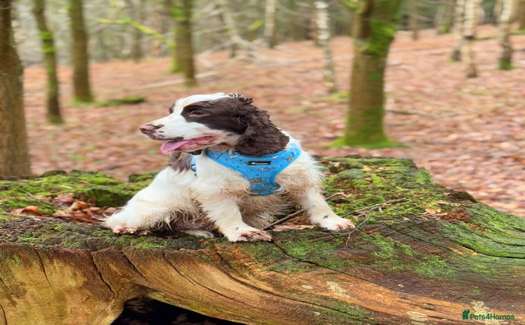 Cocker Spaniel dogs - Advert 1