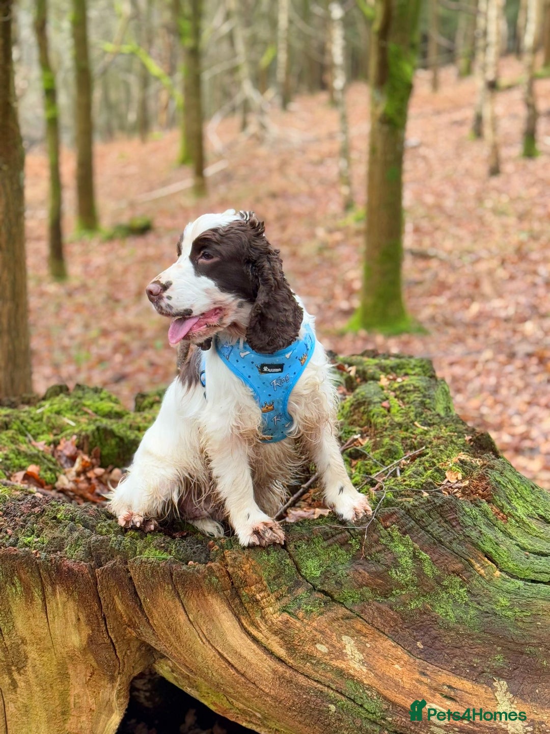 Cocker Spaniel dogs for sale: KC show cocker spaniel girl  - Image 1