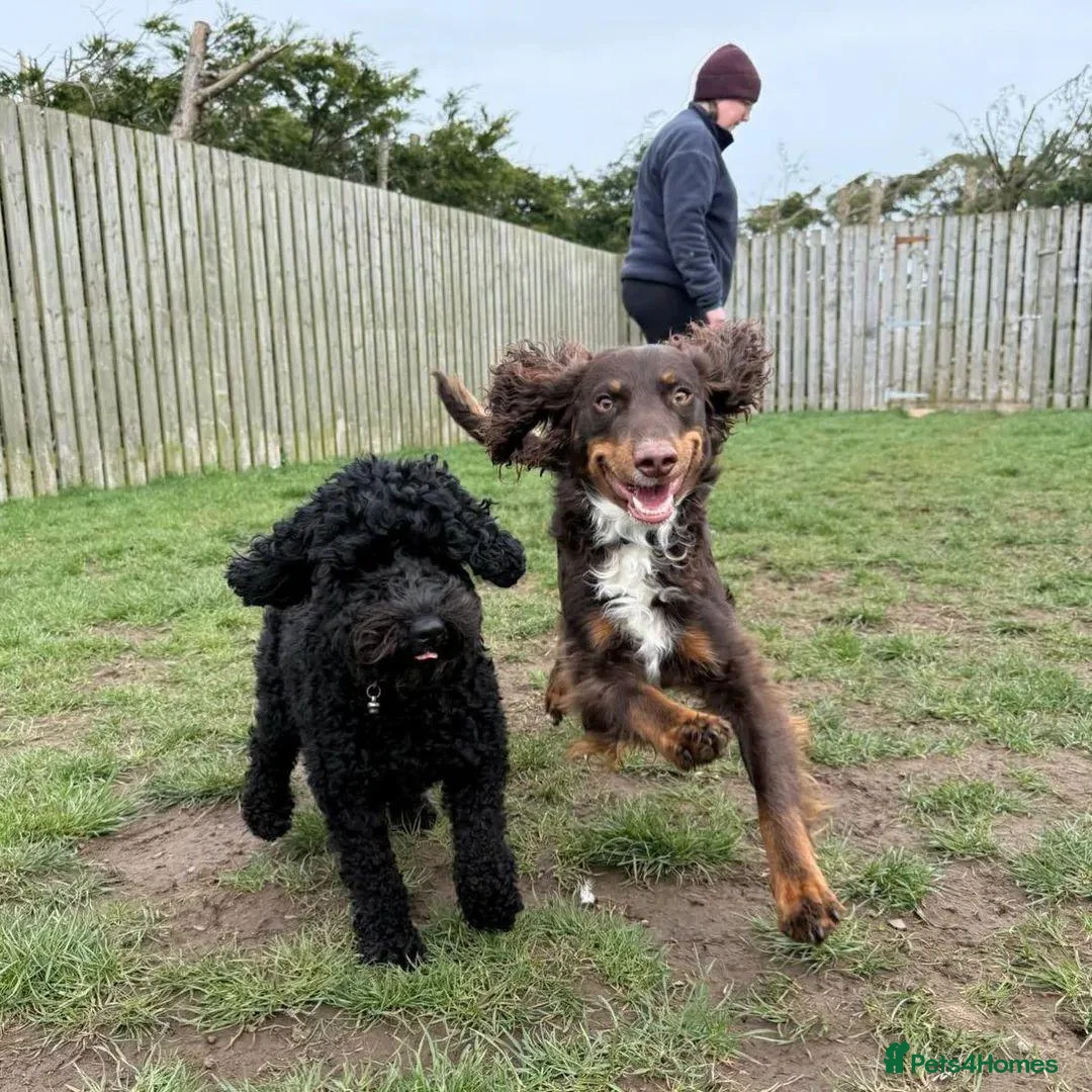 Cockapoo dogs for sale: Cockapoo puppies  in Dundee - Advert 1