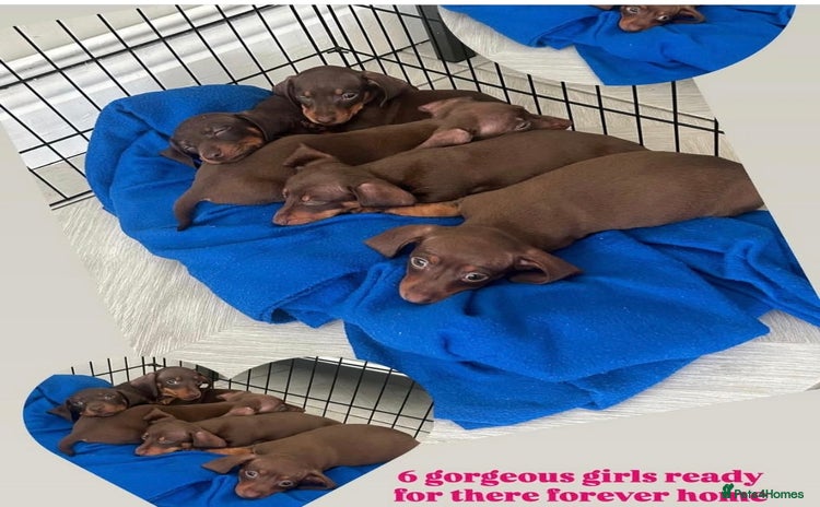 Miniature Dachshund dogs - Advert 2