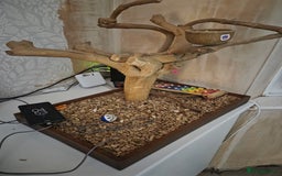 Cockatoo birds for sale: Baby galah and full setup  - Advert 3