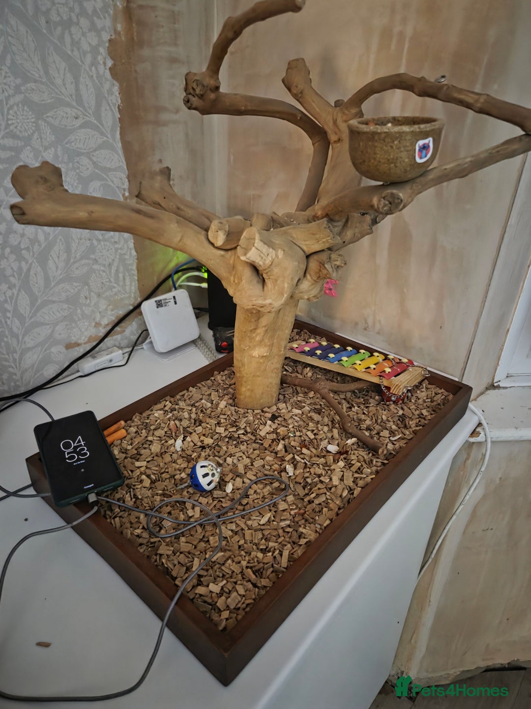 Cockatoo birds for sale: Baby galah and full setup  - Advert 3