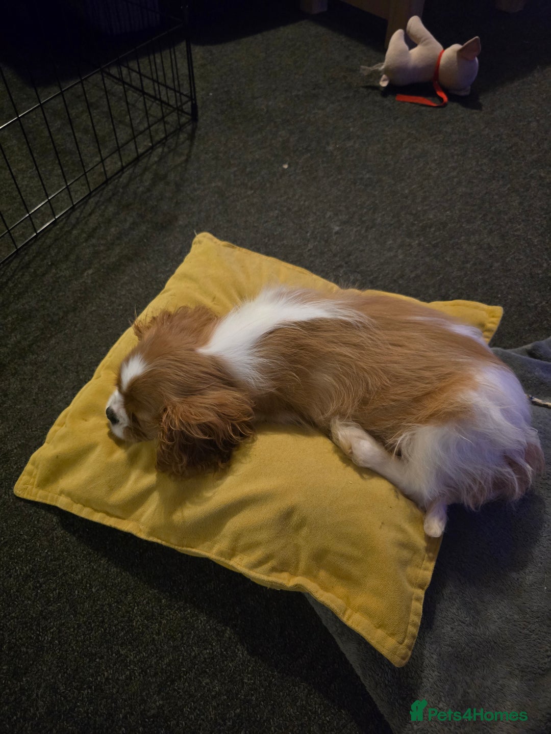 Cavalier King Charles Spaniel dogs for sale: Gorgeous Cavalier King Charles Spaniel Puppy - Advert 3