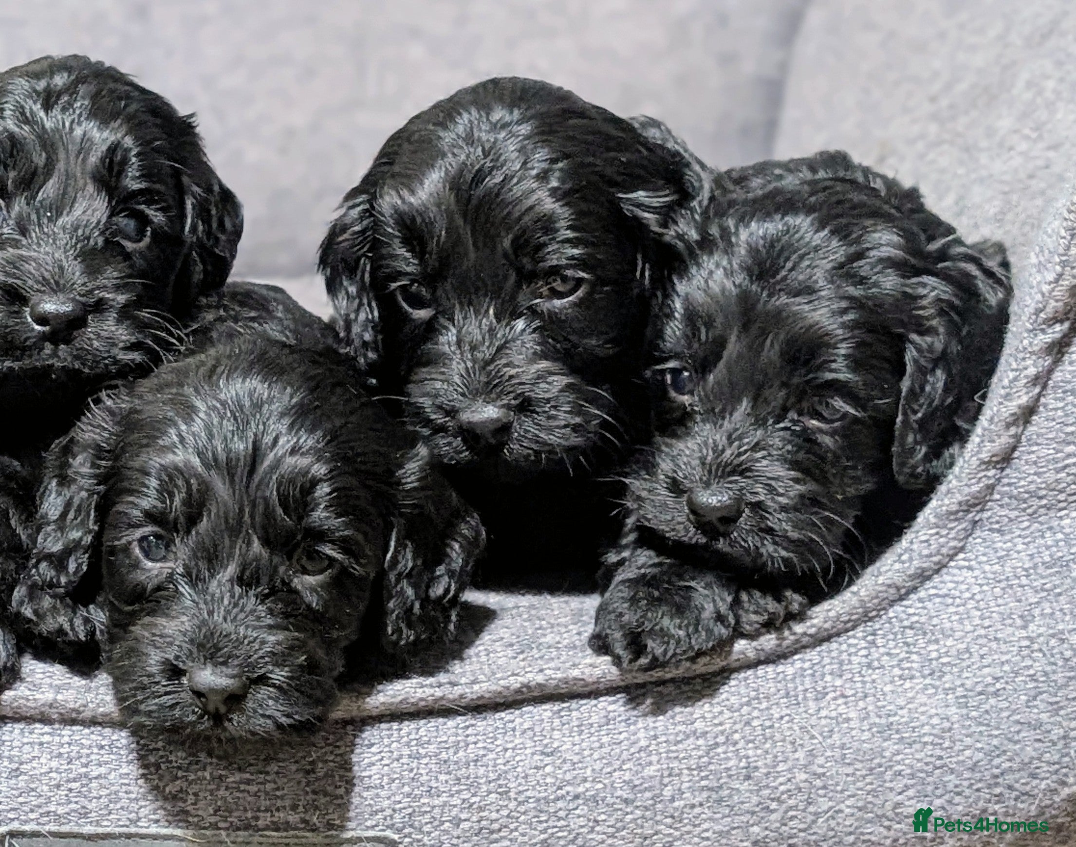 Cockapoo dogs Black girls & boy ready 23rd Jan, licensed breeder - Advert 4