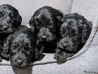 Cockapoo dogs Black girls & boy ready 23rd Jan, licensed breeder - Advert 15