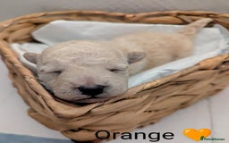 Poochon dogs for sale: Apricot poochons puppies  - Image 9