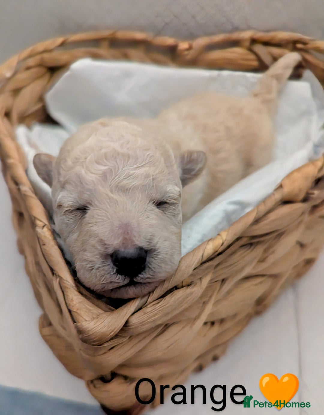 Poochon dogs for sale: Apricot poochons puppies  - Image 9