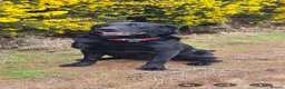 Labrador Retriever dogs for sale: KC registered - A beautiful black female labrador - Advert 10