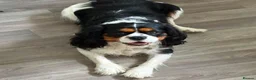 Cockalier dogs for sale: F1 Cockaliers best of both breeds  - Advert 6