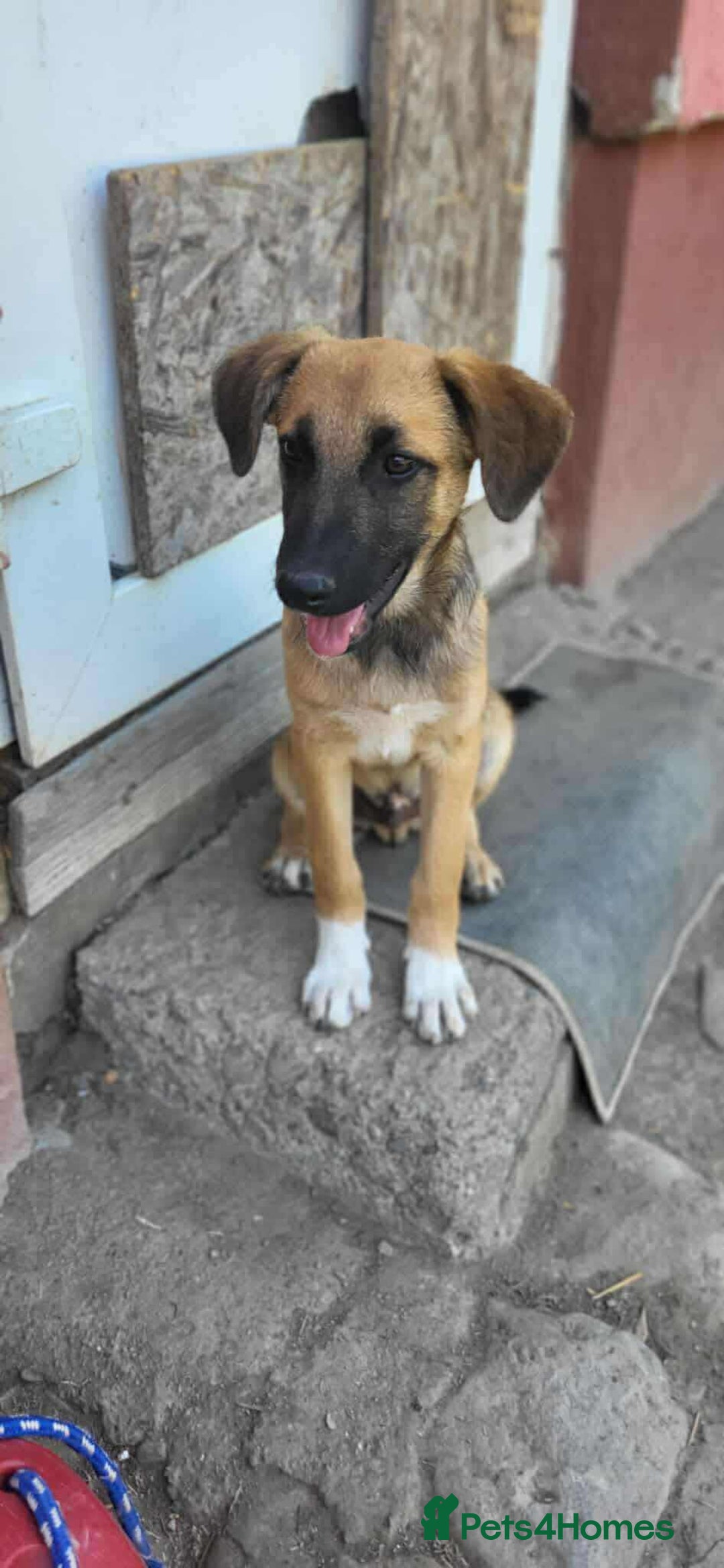 Mixed Breed dogs for adoption: CADBURY 5 months M playful/loves dogs, kids, cats! - Image 4