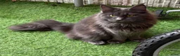 Maine Coon cats for sale: Stunning 15 month old Female  - Advert 2