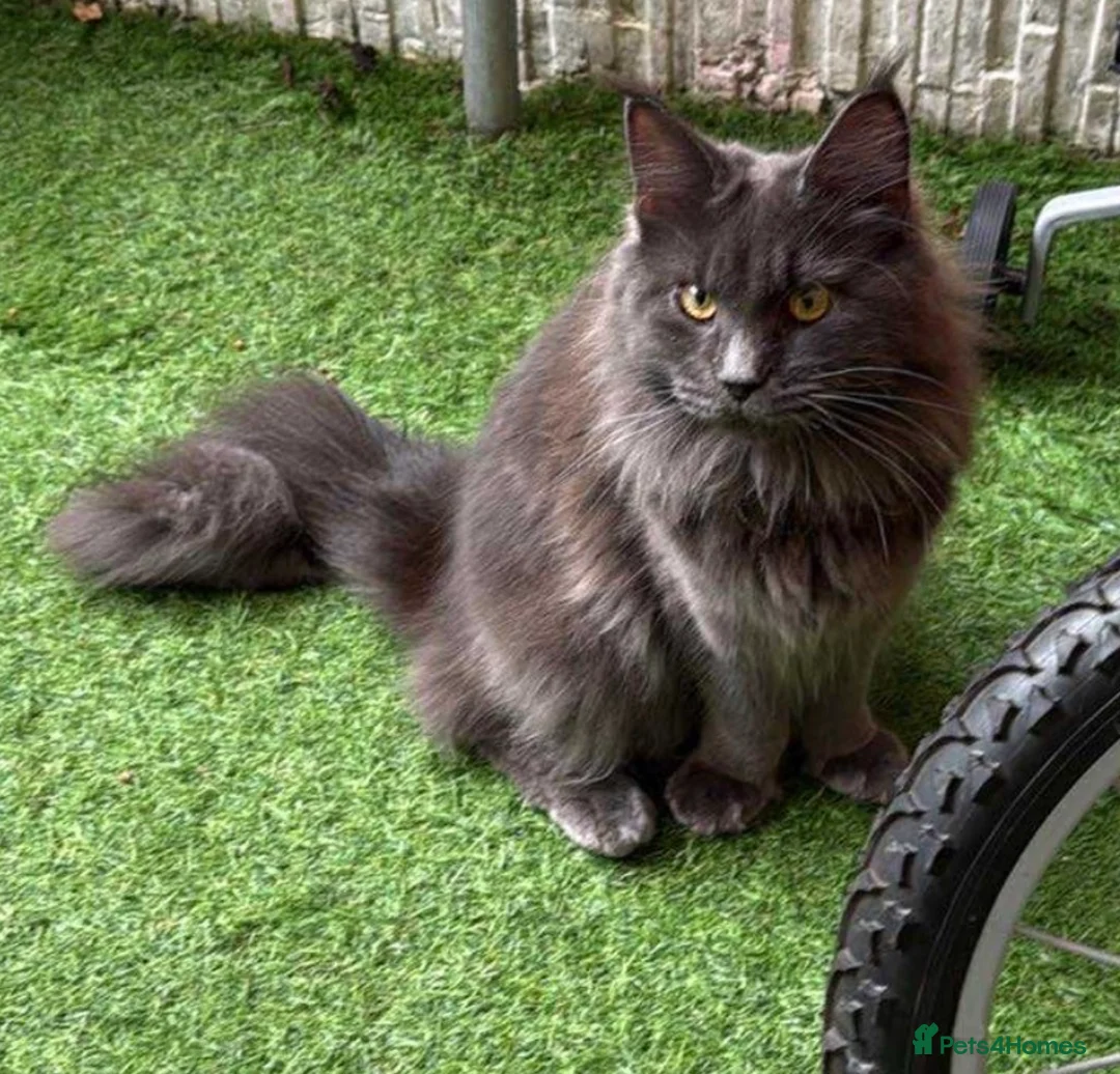 Maine Coon cats for sale: Stunning 15 month old Female  - Advert 2