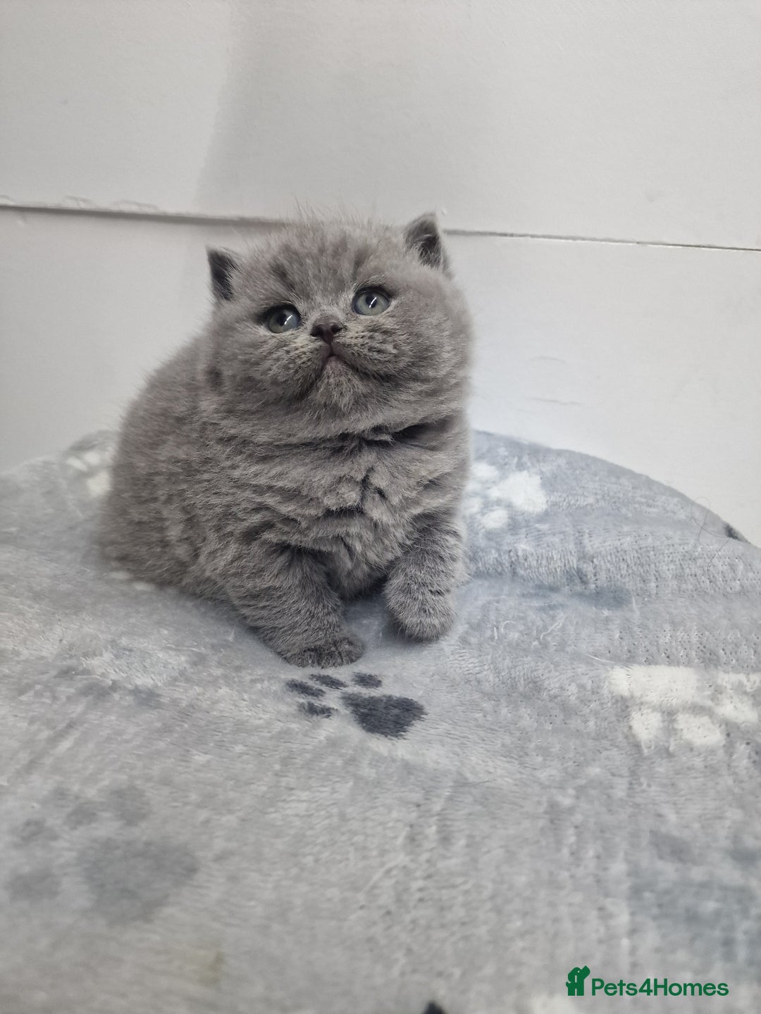 British Shorthair cats for sale: blue boy left. Chunky champion british shorthair - Advert 4