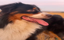 Australian Shepherd dogs for sale: Beautiful Australian Shepherds  - Image 22