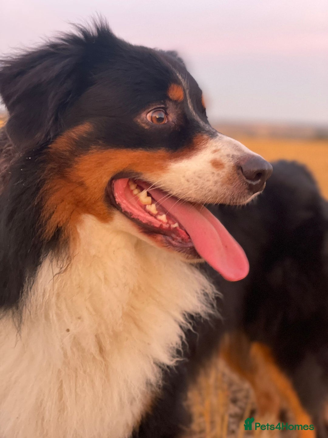 Australian Shepherd dogs for sale: Beautiful Australian Shepherds  - Image 22