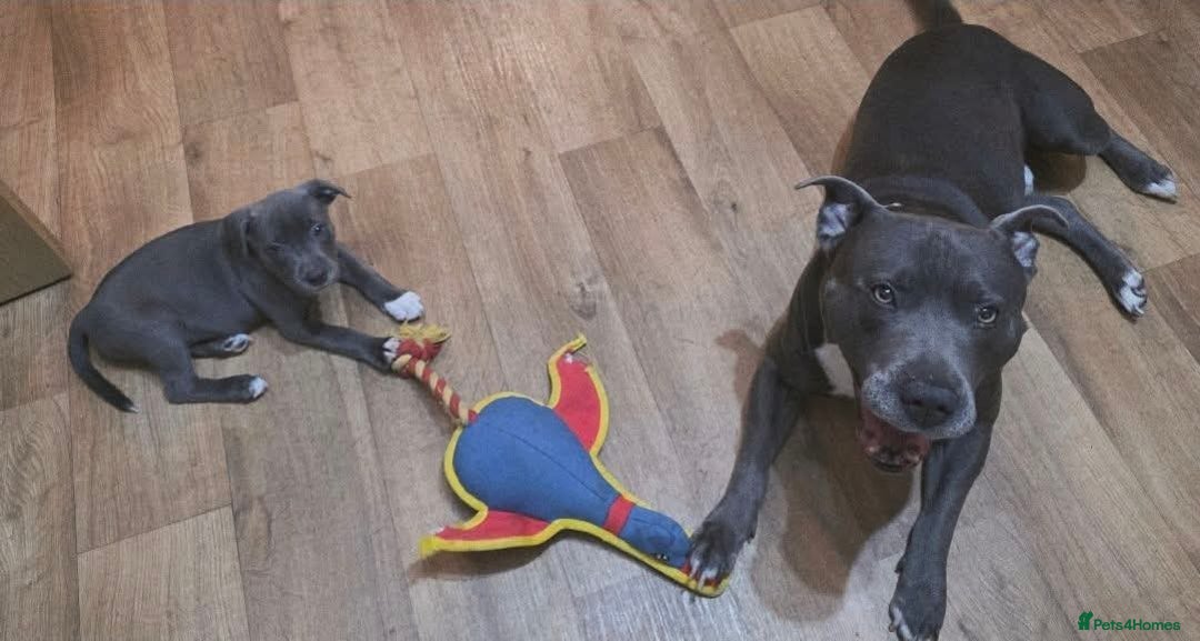 Staffordshire Bull Terrier dogs for stud: BLUE Proven 50+ litters, natural and artificial  in Erith - Image 13