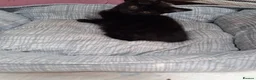 Mixed Breed cats for sale: Gorgeous  little black kitten - Advert 2