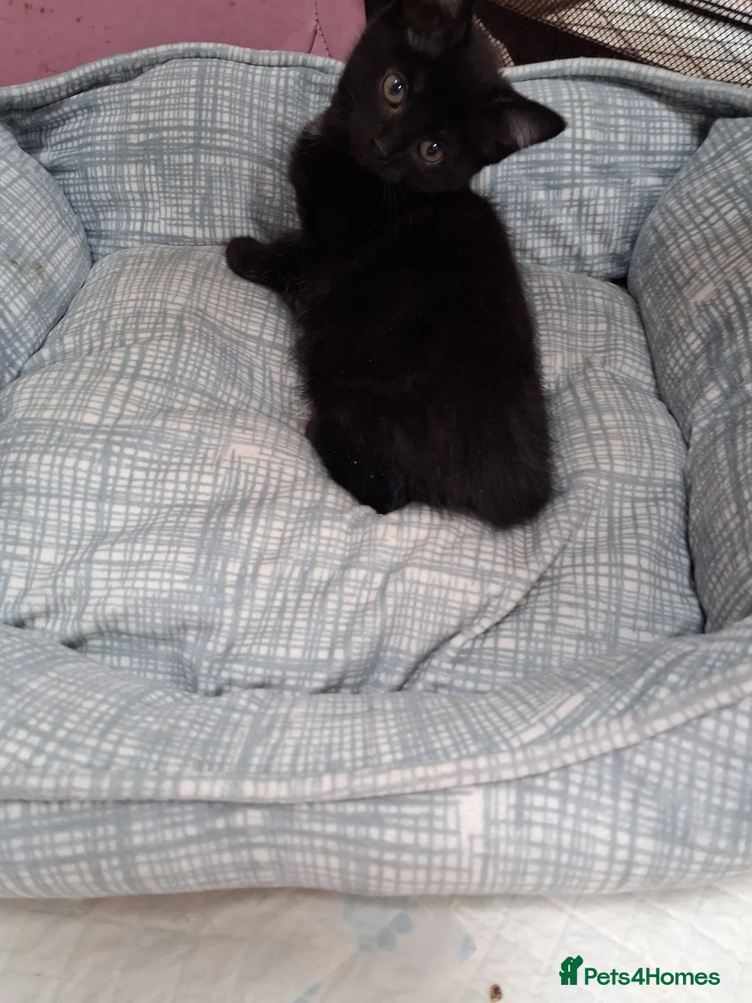 Mixed Breed cats for sale: Gorgeous  little black kitten - Advert 2