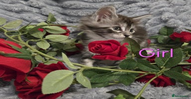 Maine Coon cats - Advert 2