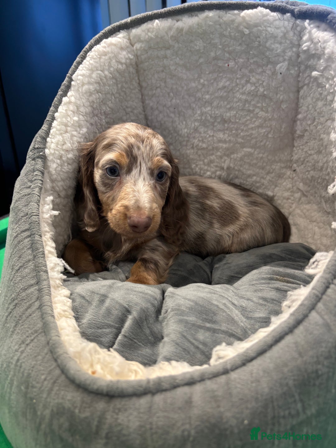 Miniature Dachshund dogs for sale: Minature Dachshund Puppies For Sale  - Image 7
