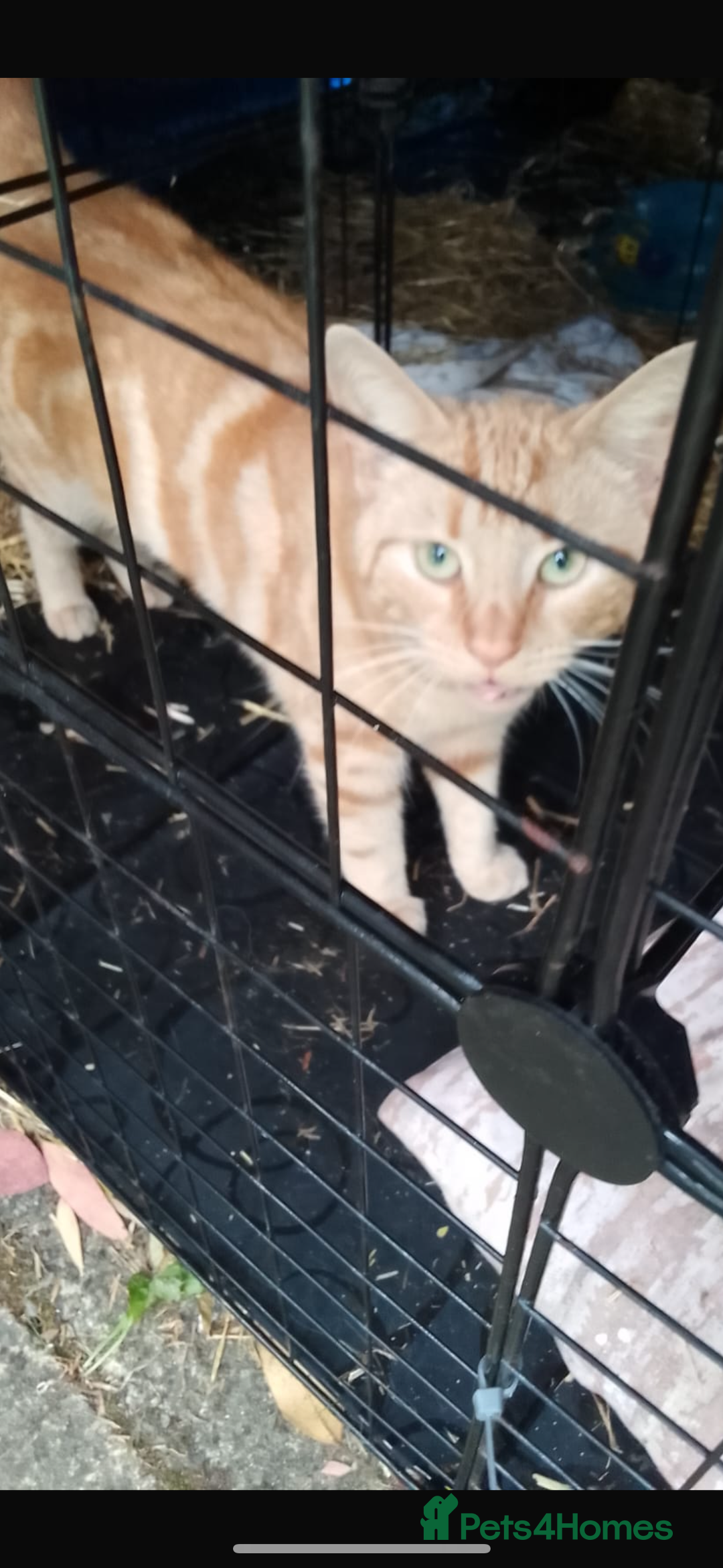 Domestic Shorthair cats for sale: Rimber and simba, our ginger rescues 🧡 - Image 16