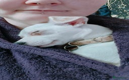 Mixed Breed dogs for sale: Jack - chi - Image 3