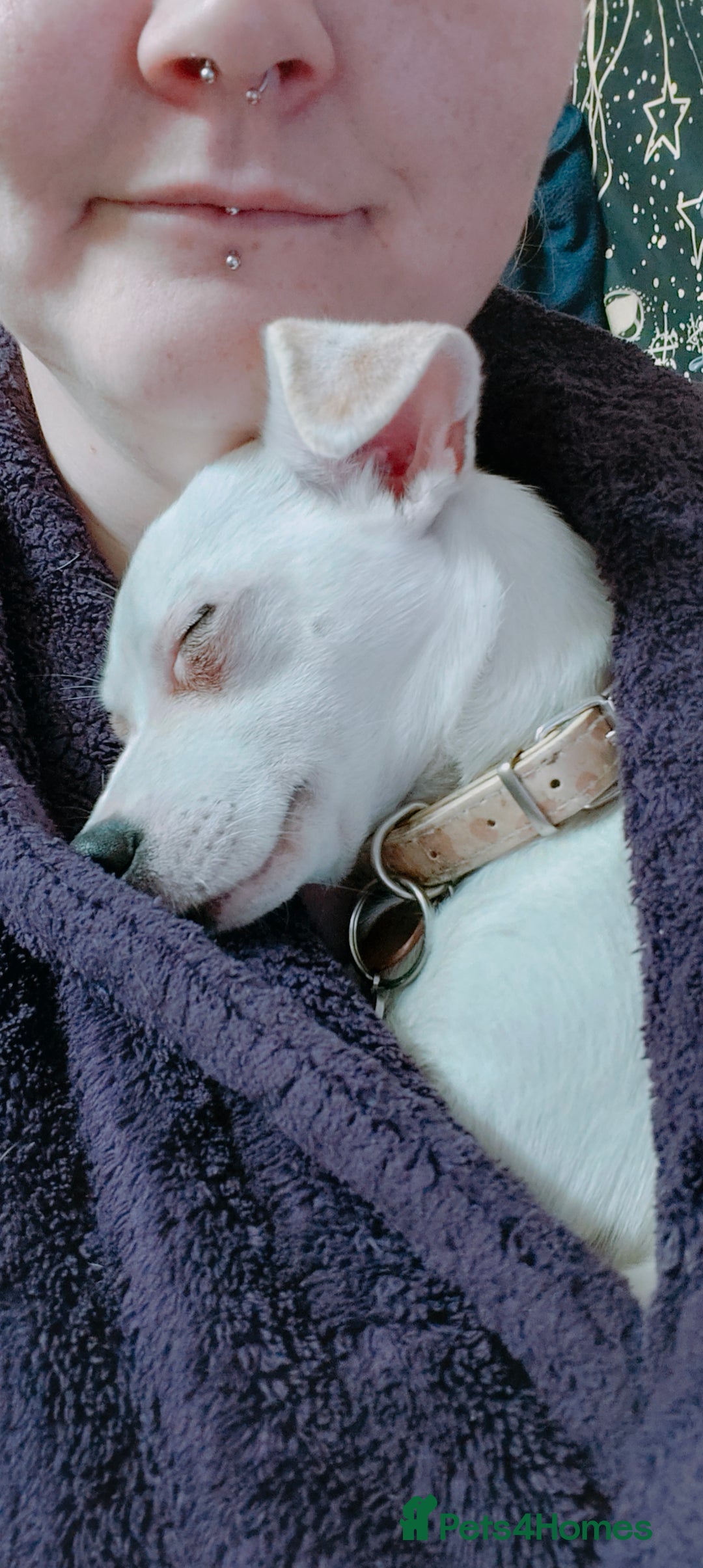 Mixed Breed dogs for sale: Jack - chi - Image 3