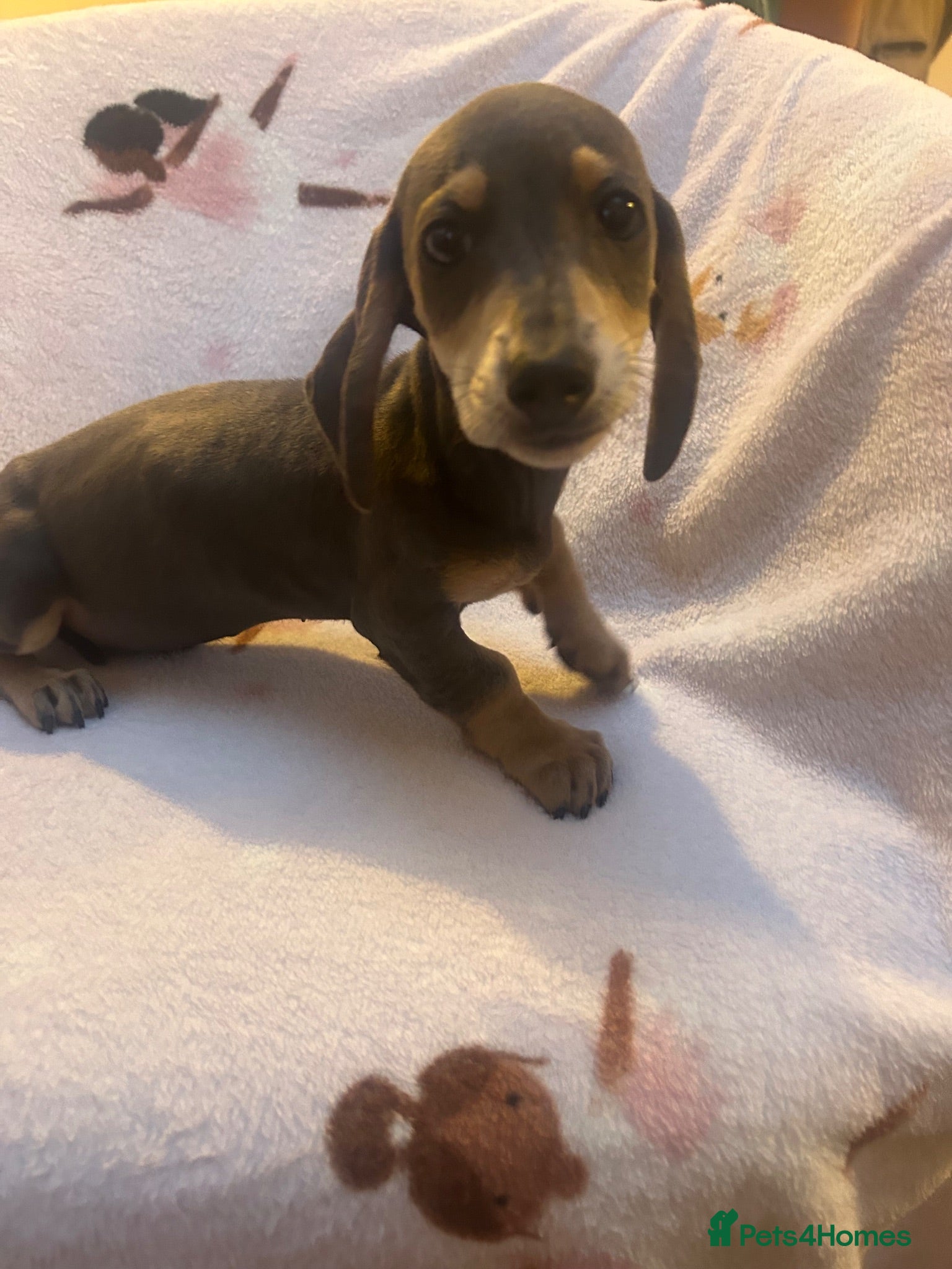 Miniature Dachshund dogs *** mini dachshund ** - Advert 1