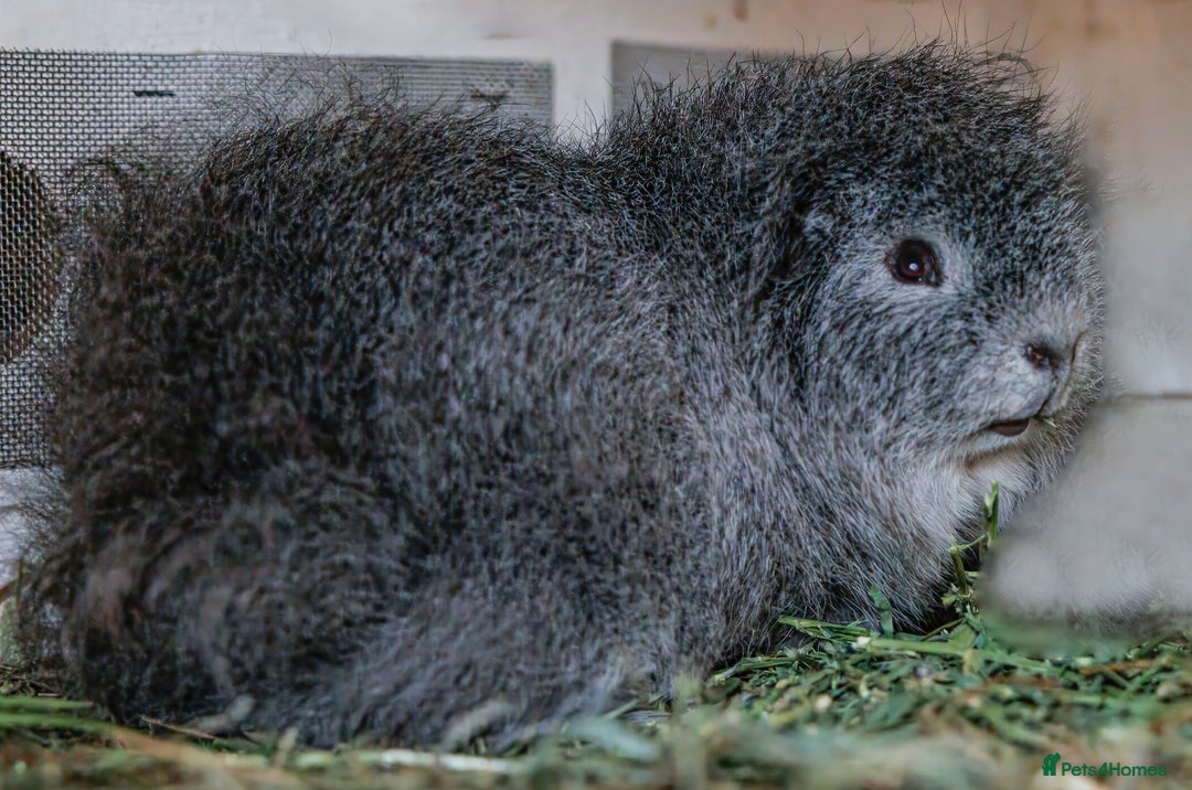 Guinea Pig rodents for sale: Male Swiss Guinea Pigs For Sale - Image 4