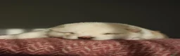 Japanese Shiba Inu dogs for sale: Cream Japanese Shiba Inu male  - Advert 2