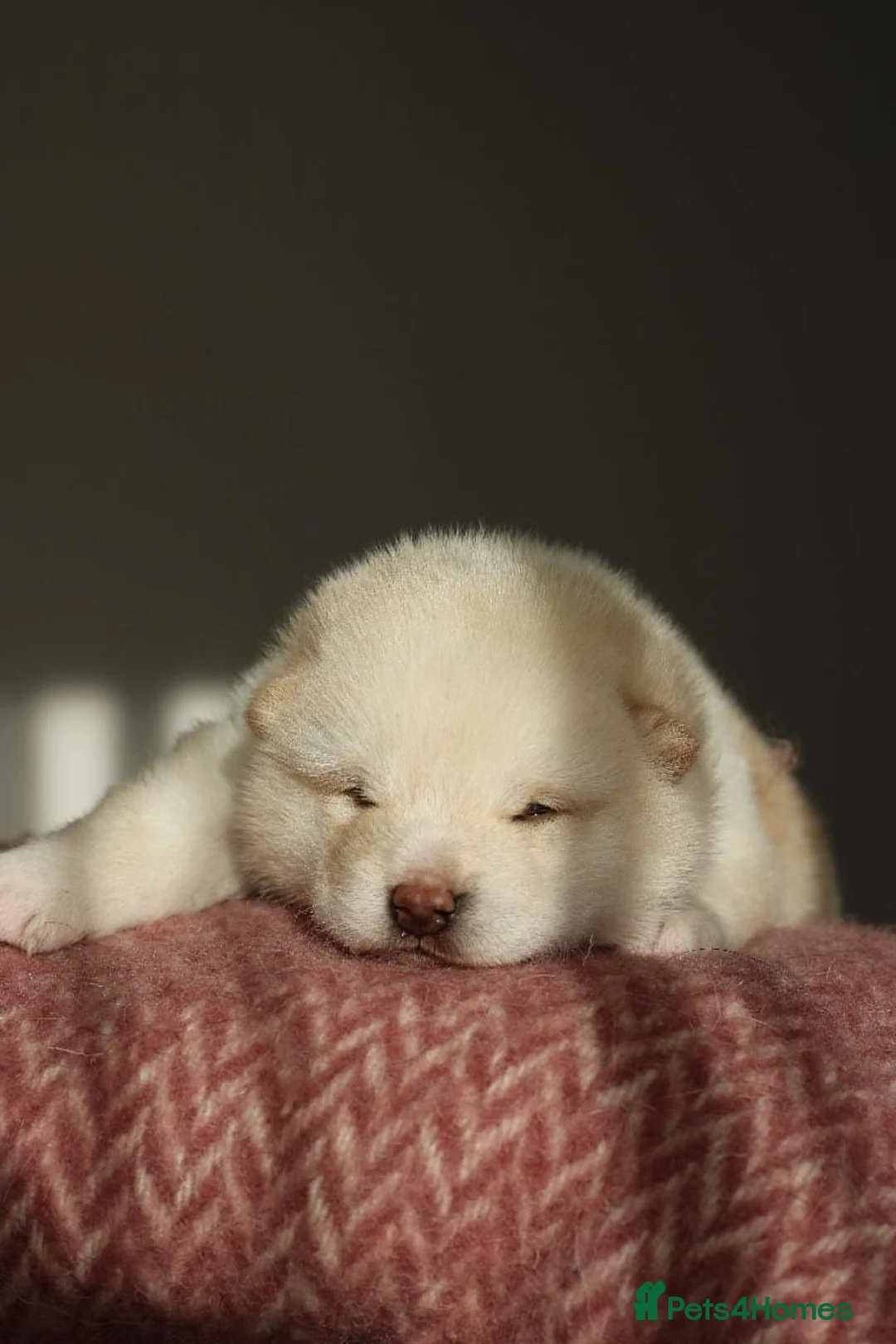 Japanese Shiba Inu dogs for sale: Cream Japanese Shiba Inu male  - Advert 2