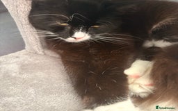 British Shorthair cats for sale: 2 Male Cats, Aged 2 and 8 months - Image 9