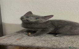 Mixed Breed cats for sale: 4 gorgeous kittens available now  - Image 1