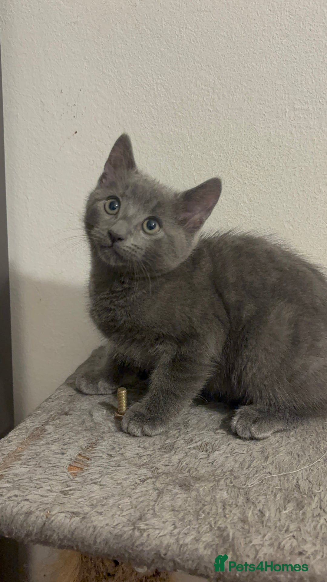 Mixed Breed cats for sale: 4 gorgeous kittens available now  - Image 1