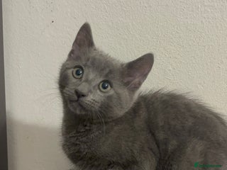 Mixed Breed cats - Advert 23