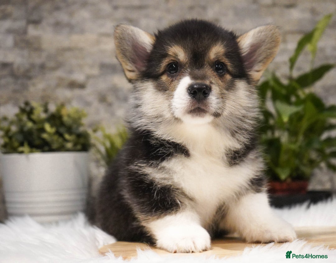 Welsh Corgi Pembroke dogs for sale: Welsh Corgi (Pembroke) - Advert 21