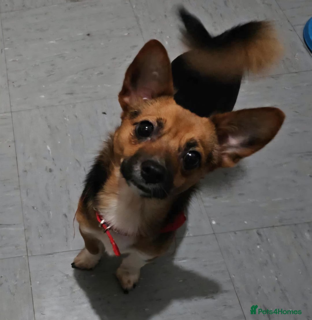 Mixed Breed dogs for sale: Theo, cavalier × chihuahua× jack Russell  - Image 1