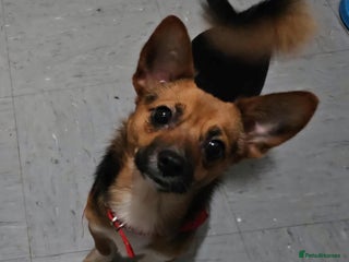 Mixed Breed dogs - Advert 18