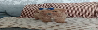 Miniature poodle 1