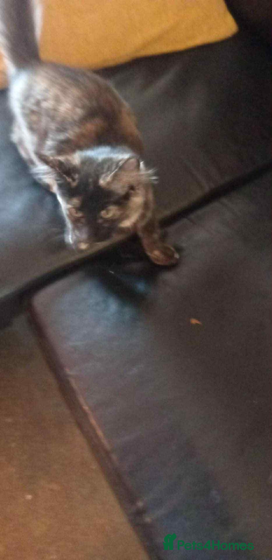 Mixed Breed cats for sale: Kitten  - Image 2