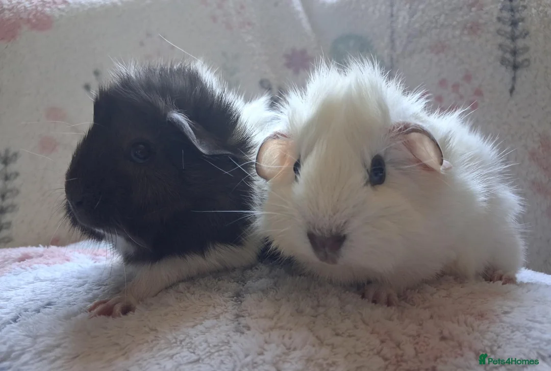 Guinea Pig rodents for sale: Beautiful Baby Boars  - Advert 2