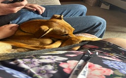 Lurcher dogs for sale: Loving 6Month Old Lurcher Puppy - Image 18