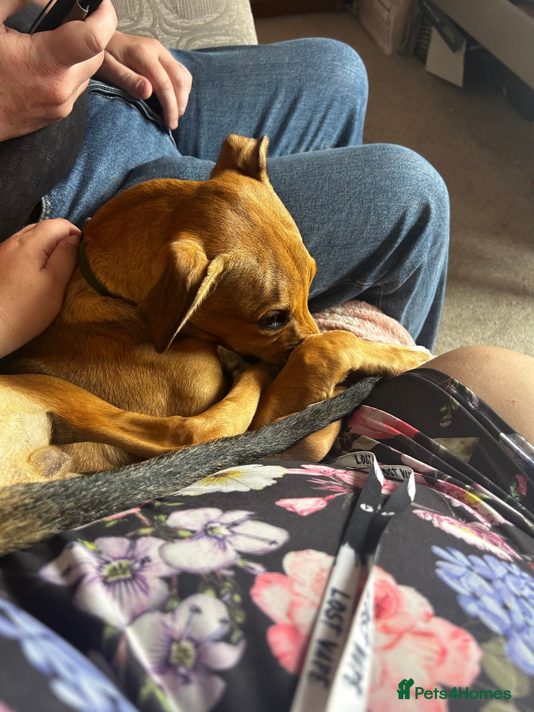 Lurcher dogs for sale: Loving 6Month Old Lurcher Puppy - Image 18