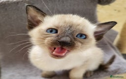 Siamese cats for sale: Old Style Siamese Kittens. Raised with love & care - Image 7